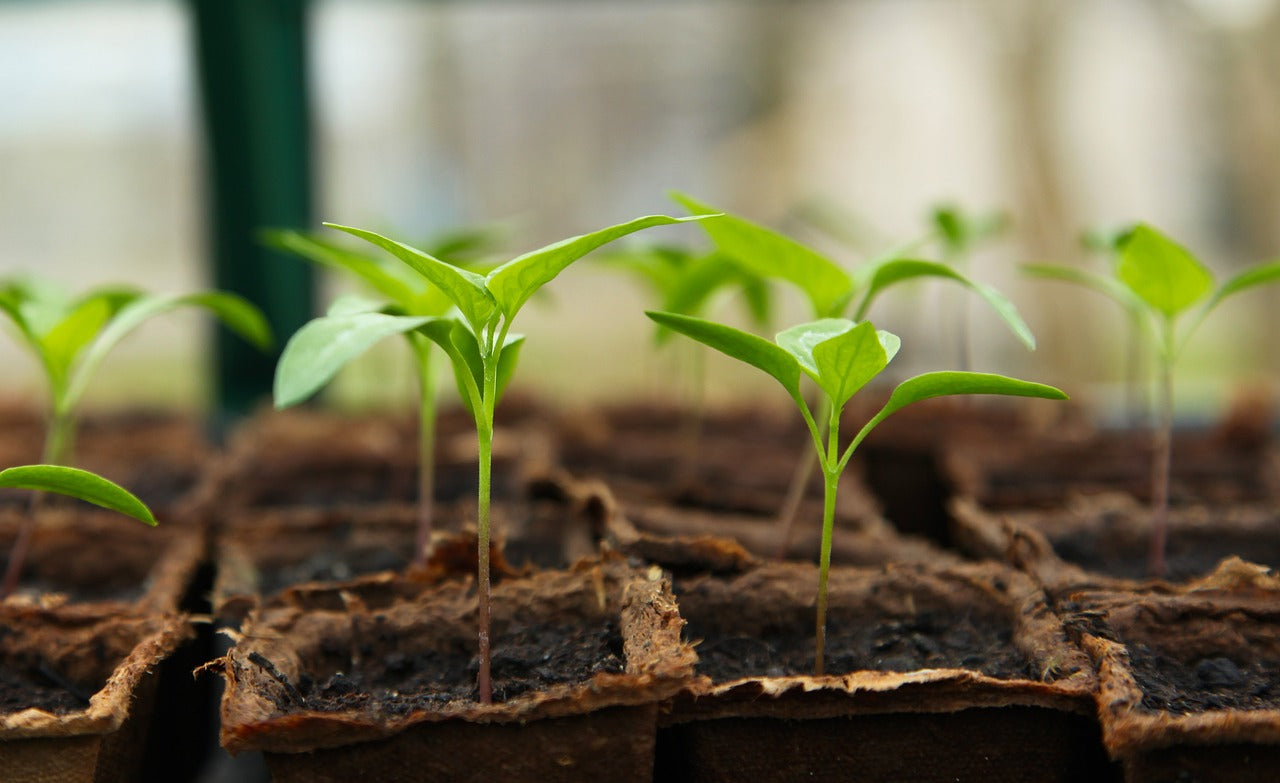 The Pros of Gardening Year-Round