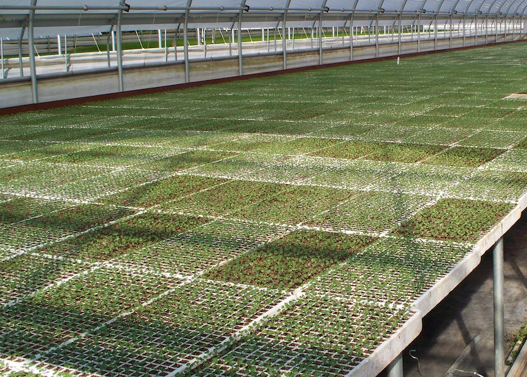 Hydroponic Seeding Tray